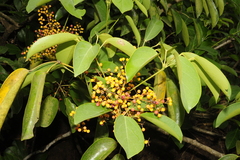 Schefflera venulosa var. venulosa